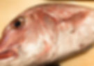 Red Snapper