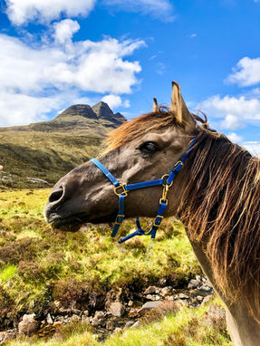 Joe the Highland Pony
