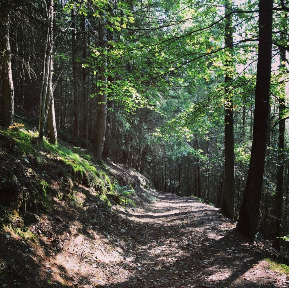 biophilia: what is biophilia?