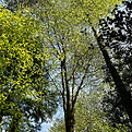Design with Nature day Shinrin Yoku.jpeg