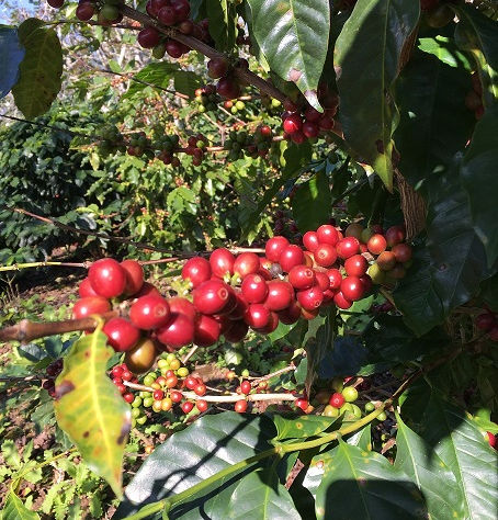 「タイ　サイアムブルームーン」入荷しました！