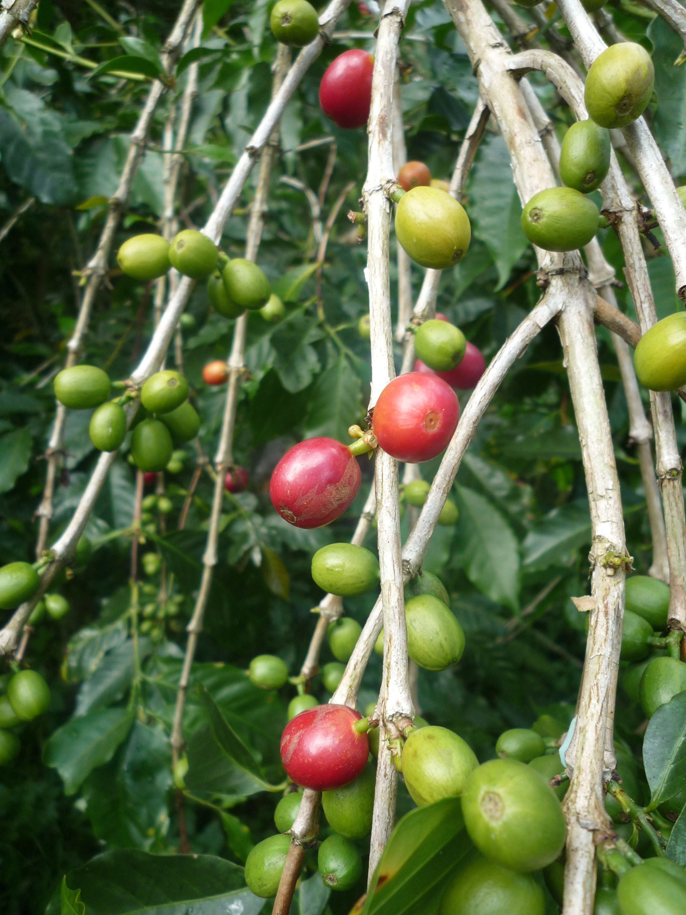 ハイランド　スウィート