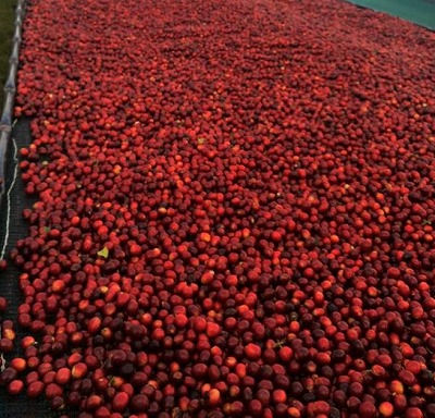 「コスタリカ　ブラックハニー入荷」