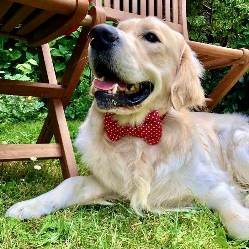 Thumbnail: Red Spotty Dog Bow Tie | Red Dog Bow Tie | Dog Neckwear | Dog Accessories | Bow