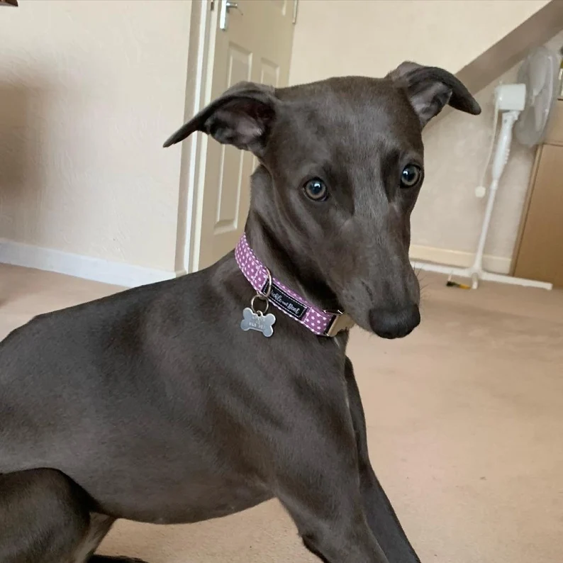 Thumbnail: Purple Stars Dog Collar | Dog Collar and matching Lead