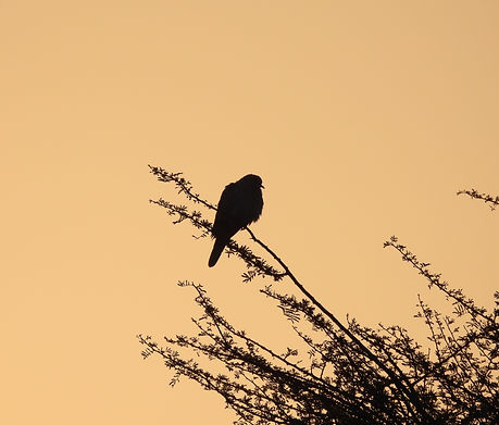Unkown bird .. Dove Serai Rajasthan Mar 25.JPG