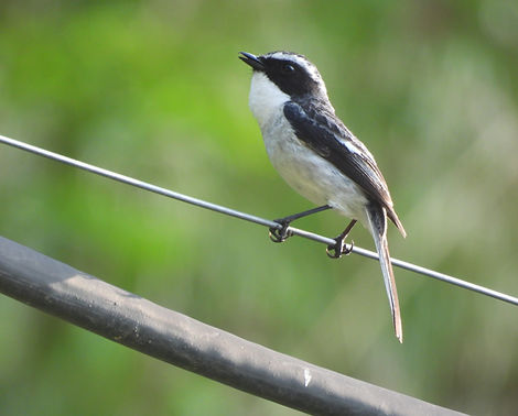 Gray Bush Chat1 Manali Jun 25.JPG