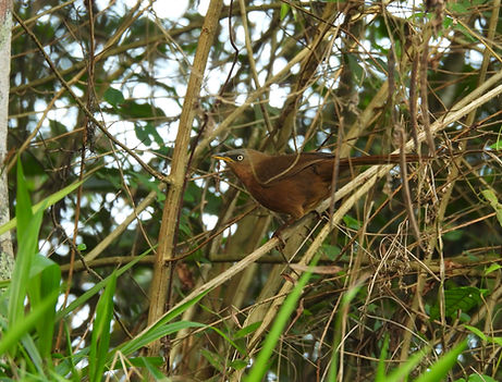 Rufous Babbler Munnar Apr 25.JPG