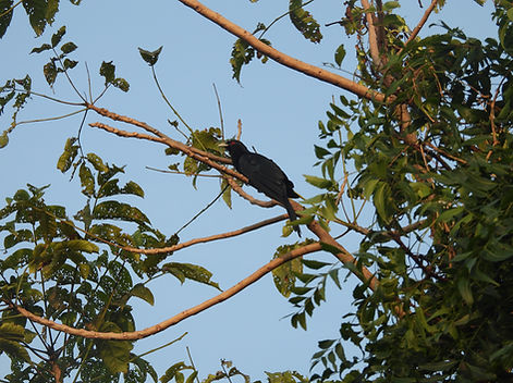Asian Koel Kiwi Chanakya1 Oct 25.JPG