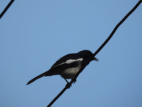 Oreintal Magpie Robin 1 Munnar Apr 25.JPG