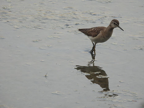 Wood Sandpiper3 DPS lake, Mumbai Dec 25.JPG