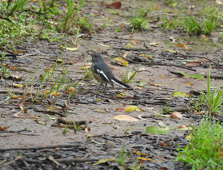 Oriental Magpie Robin Chapmak Lake Pachmarhi Sept 25  .JPG