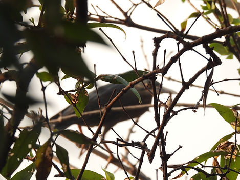 Juvenile Indian Pond Heron1 Chankaya Jan 26.JPG