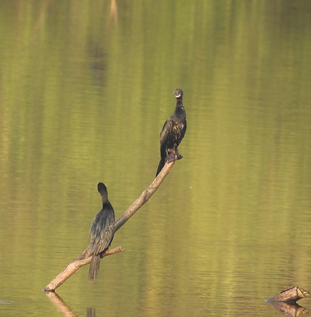Indian Cormorant3 Kiwi Chanakya Oct 25.JPG