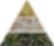 Ananas fragrance triangle infographic view