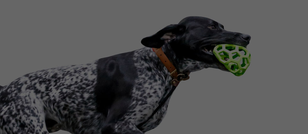 Spotted dog running with a green ball in its mouth, wearing a brown collar, against a plain gray background.