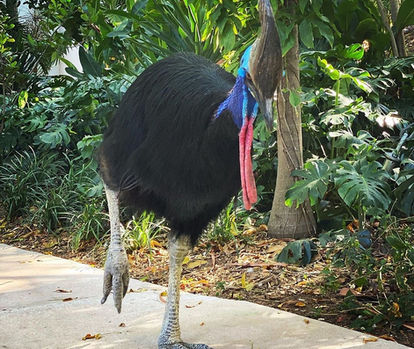 Mama Cass walking in Jungle Island.jpeg