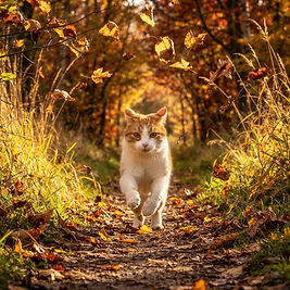 Ultra-realistic pet racing directly toward the camera at full speed along a leaf-covered autumn park trail as glowing red, orange, and golden leaves fly through the air around it.