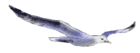 animated-bird-image-0253.gif