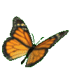 animated-butterfly-image-0079.gif