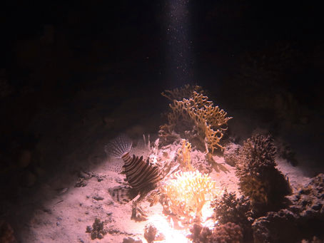 4. Night dives, navigation and not becoming another Red Sea wreck!