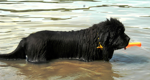 Adullt Newfoundlands Toby.JPG