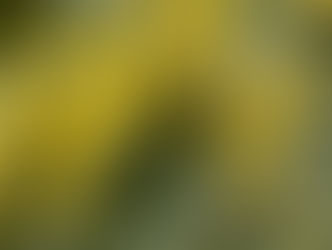 ミモザがどんどん