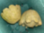 Image of two Bennings Green Tint Squash in a bowl