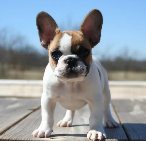 English Bulldog Puppies For Sale