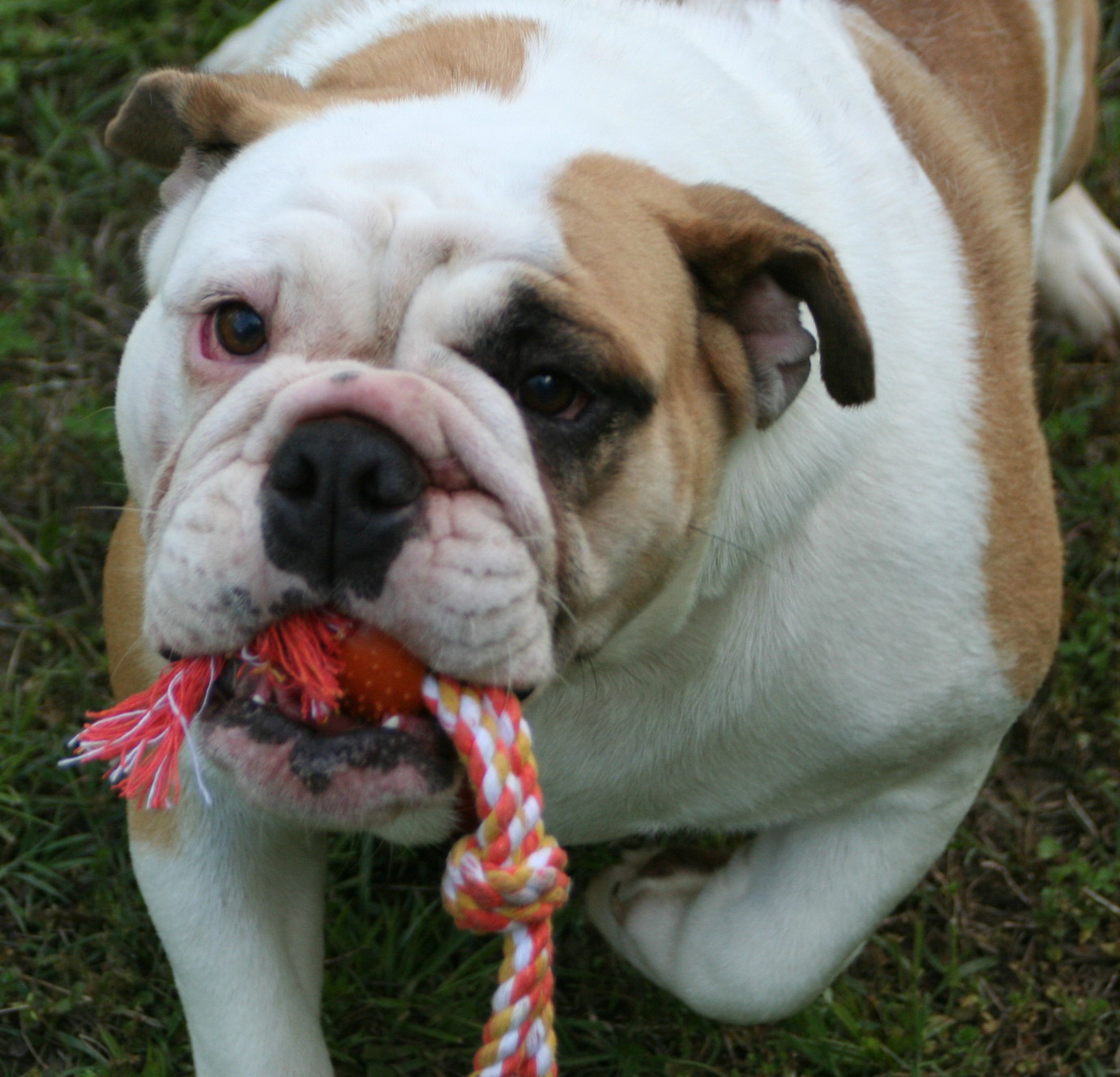 English Bulldog puppies for sale