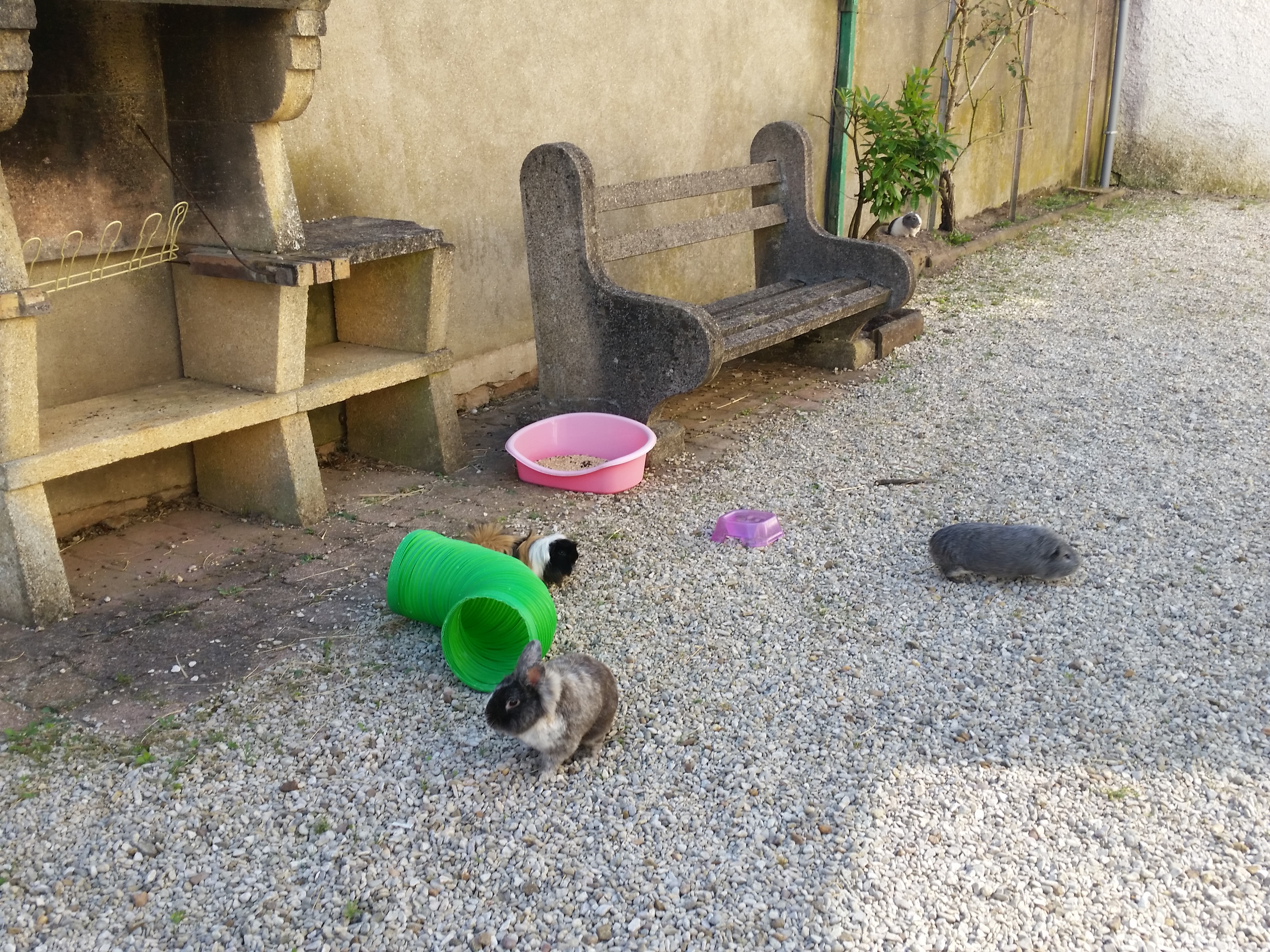 pension pour cochon d'inde 21