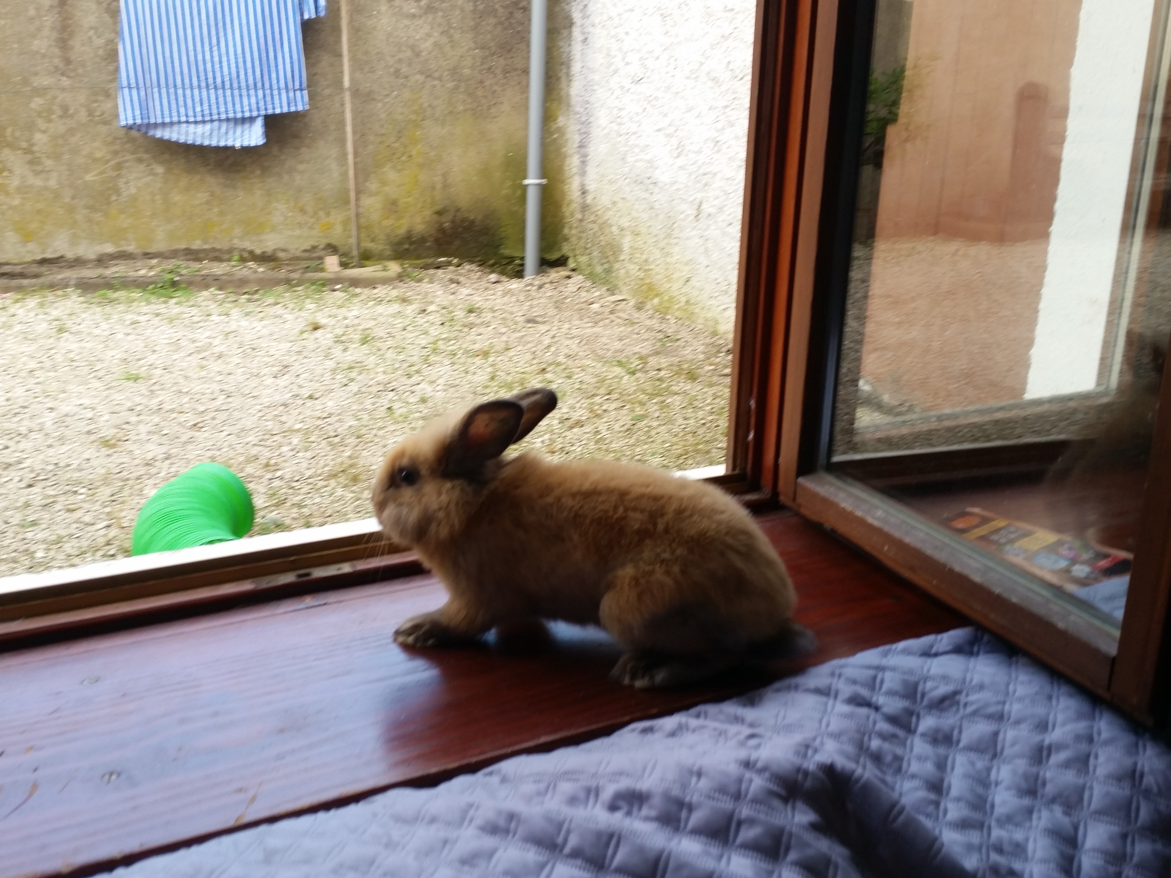 faire garder son lapin vers Besançon