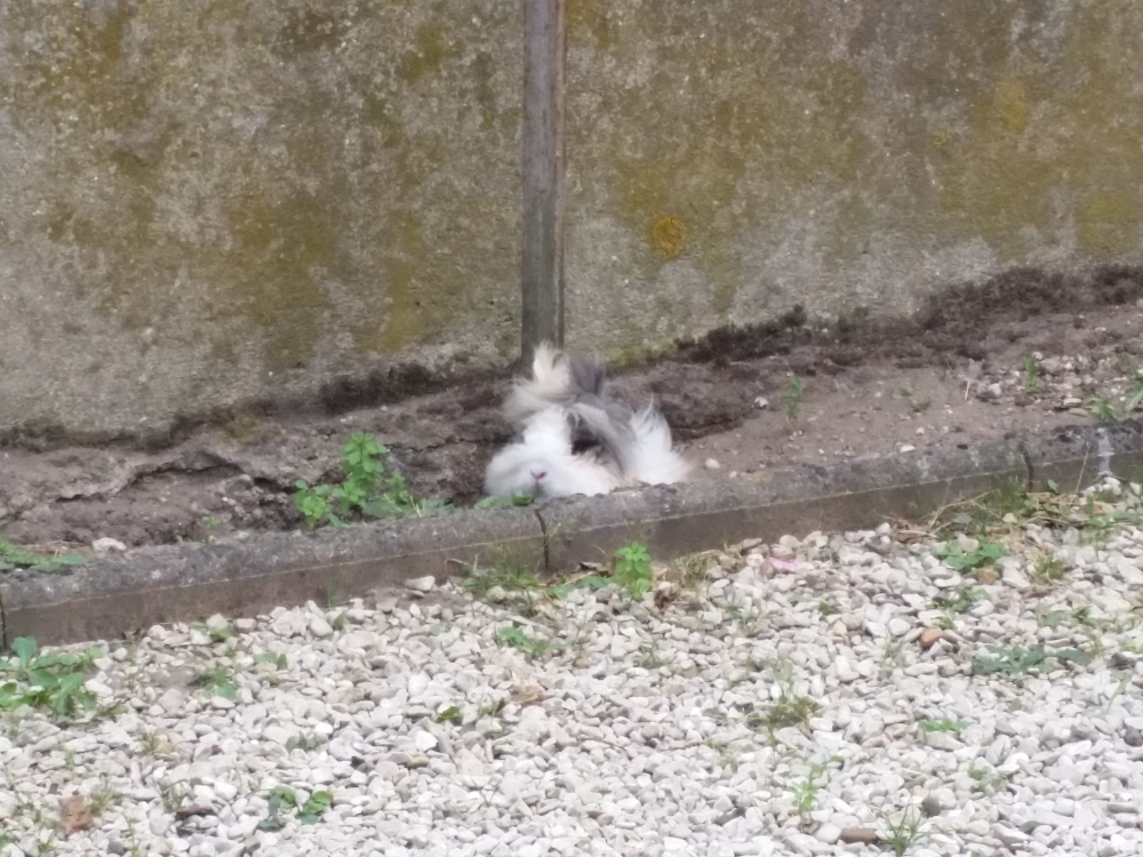 Hôtel pour lapins ****