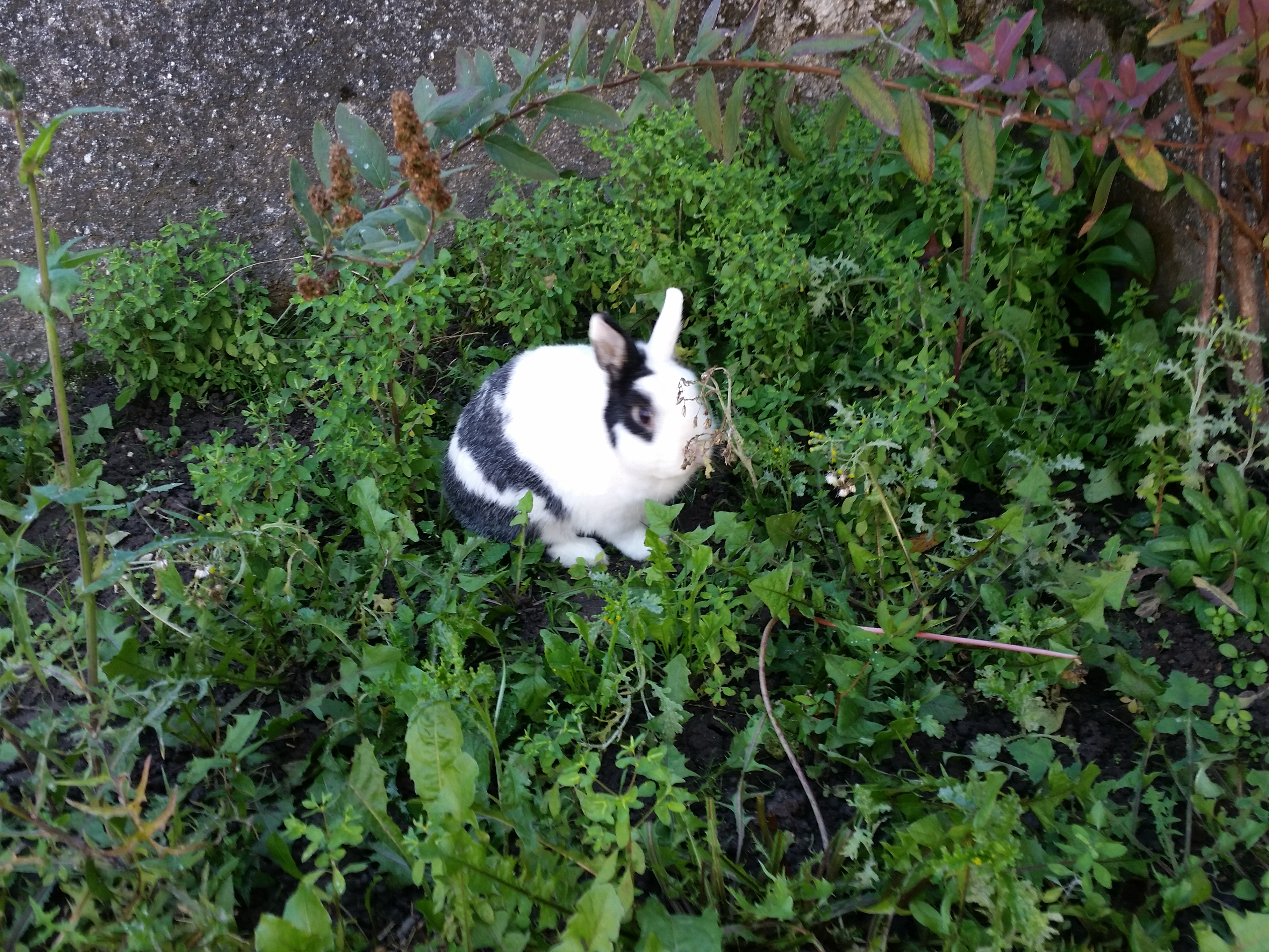 Garde de lapins nains France