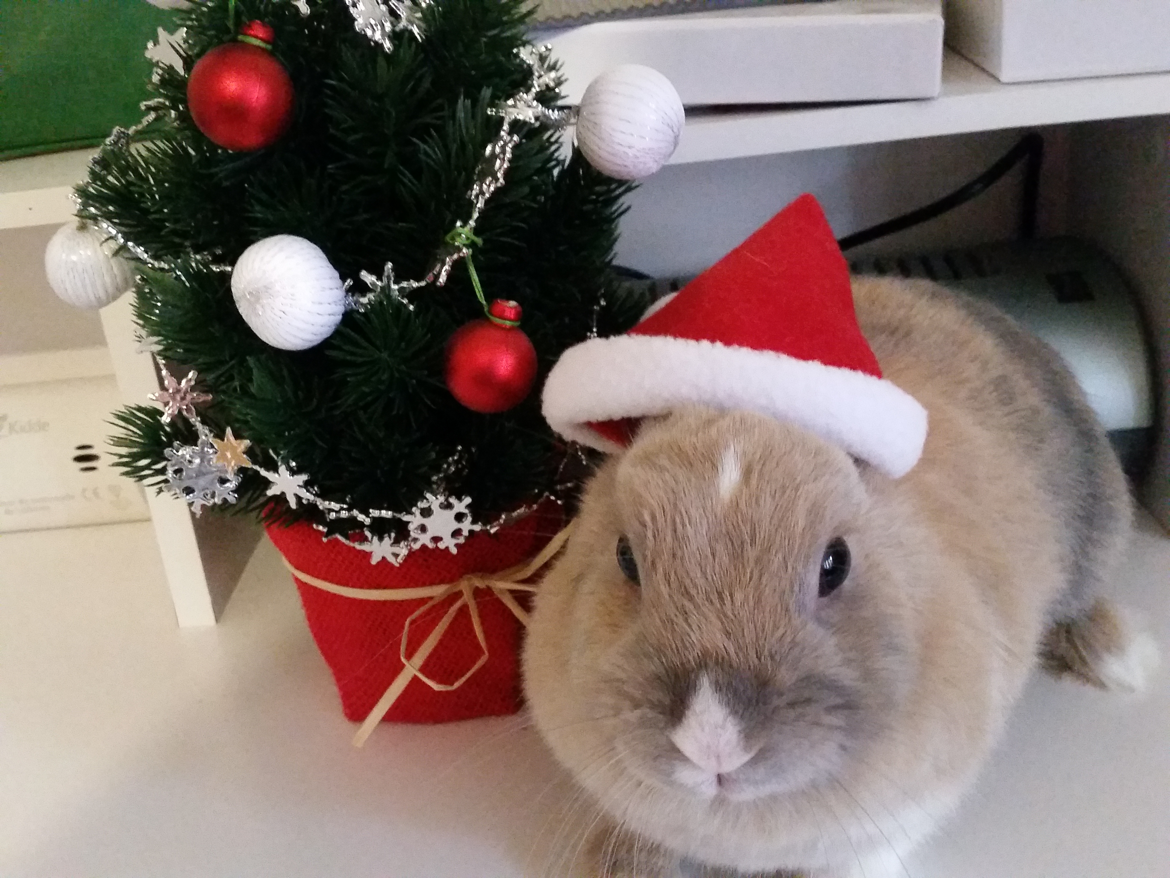 pension lapins nains noel.jpg