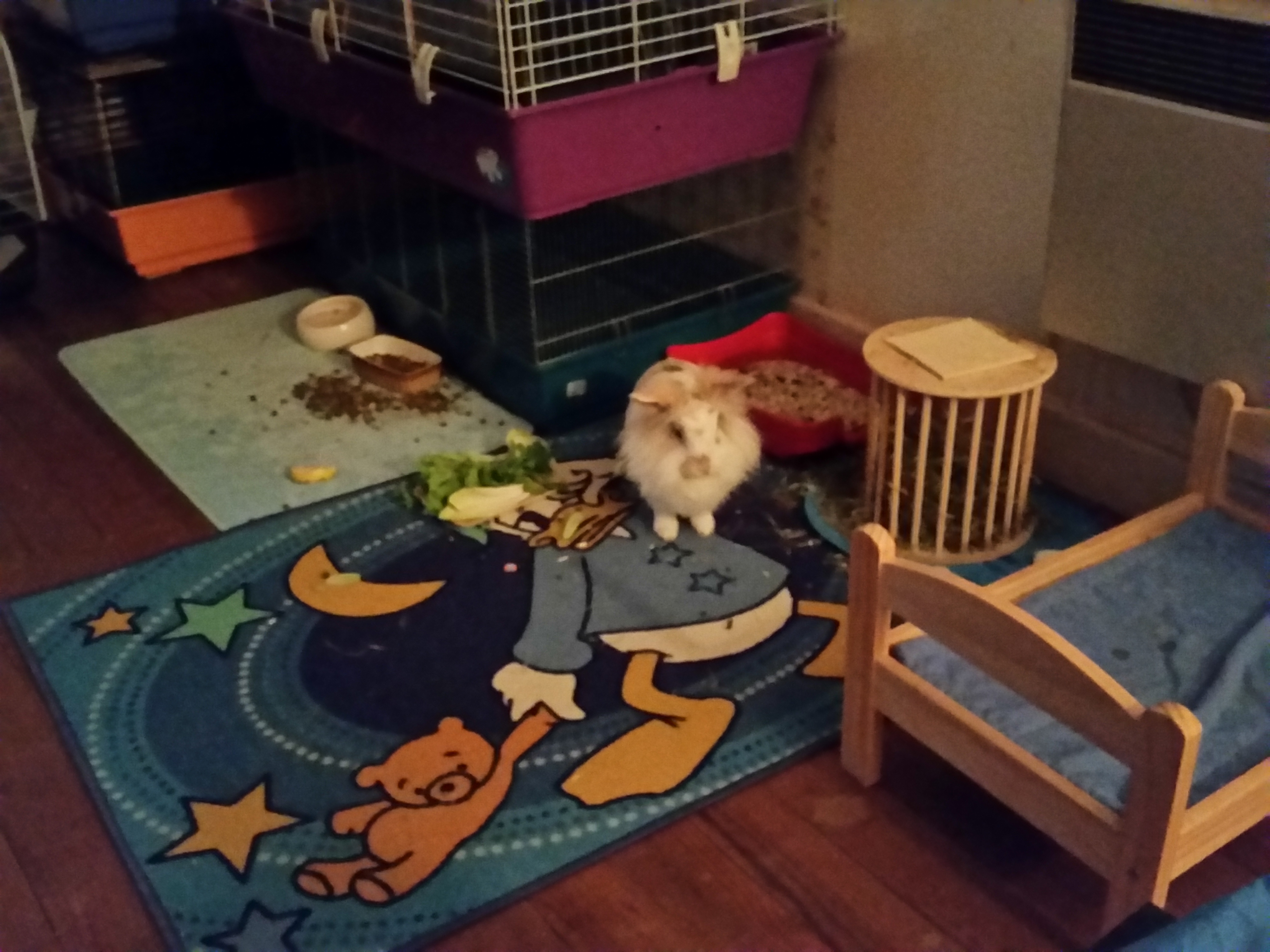 Je mets mon lapin nain en pension