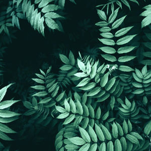 Real Vision - Brand Identity