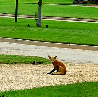 My neighbors: a tale of a fox and a rabbit