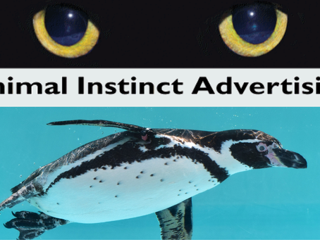 Client Spotlight: Animal Instinct Advertising