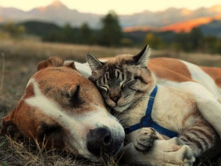 Let it rain cats and dogs