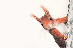 Squirrel-Drawing-147.jpg