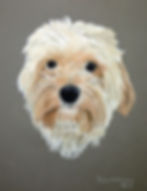 Jackadoodle