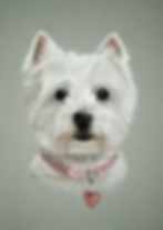 West Highland Terrier - Pastel