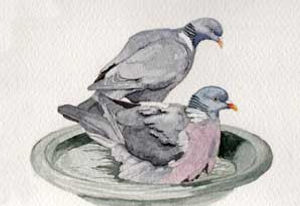 Wood-Pigeons-147.jpg