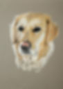 Golden Retriever - Pastel