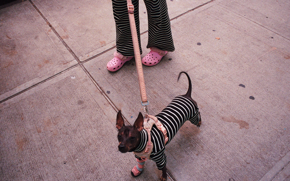 Dog in striped outfit on a leash.