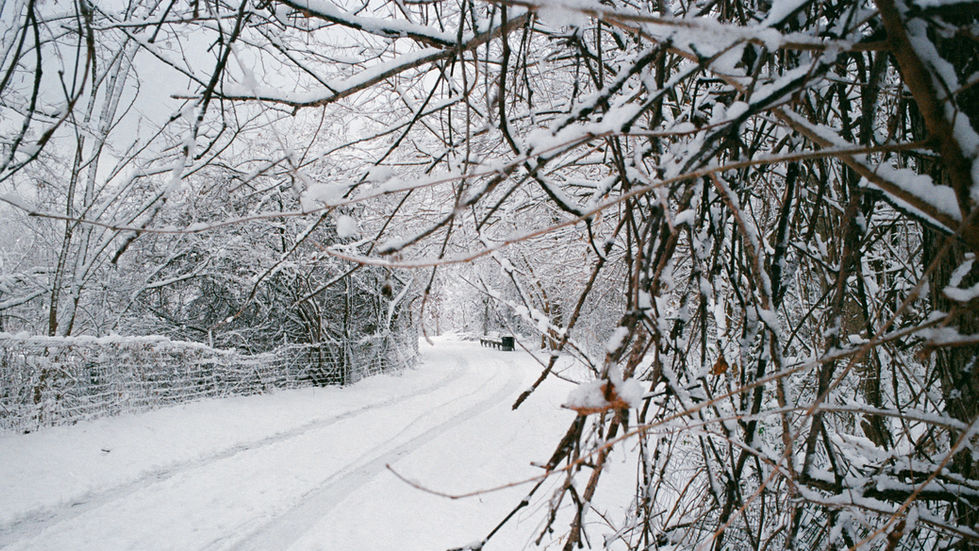Snow-covered walk path winding through a winter forest with bare branches.