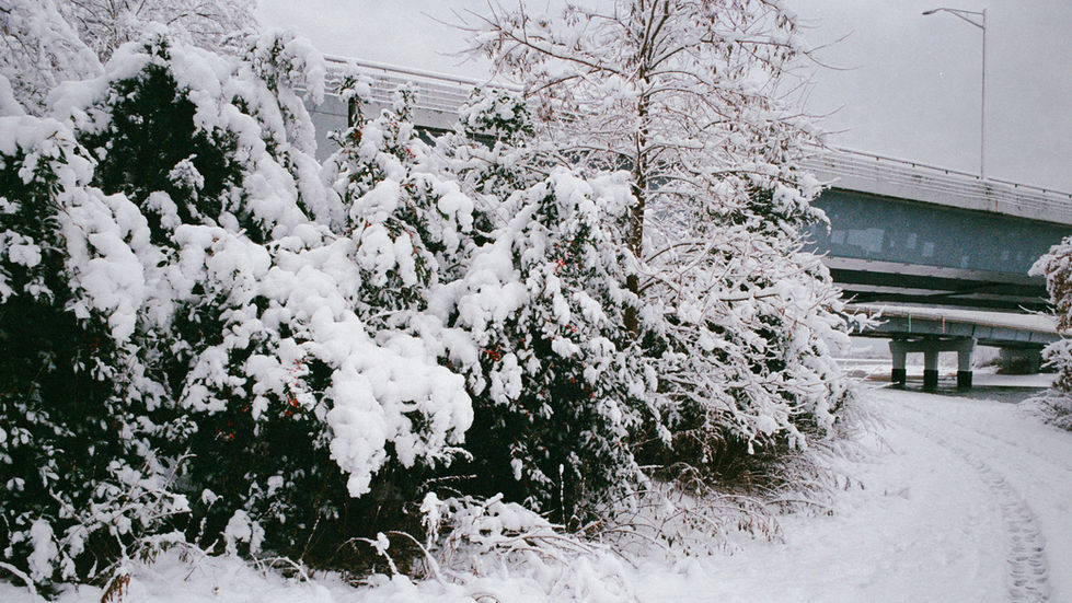 Snow covers evergreen trees and shrubs beside a concrete bridge overpass.