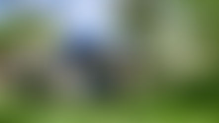 Characteristics and maintenance tips for Tall Fescue and the benefits of having it in your home lawn grass seed blend.