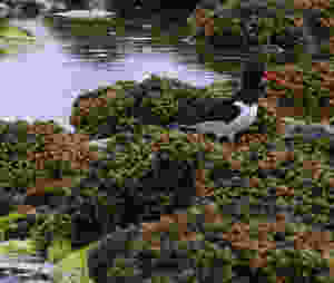 Noisy Oystercatcher